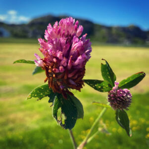 Rødkløver en blomst